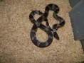/album/king-snake/a040-jpg/
