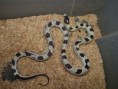 /album/king-snake/a056-jpg/