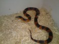 /album/king-snake/dsc00628-jpg/