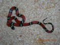 /album/milk-snake/a575450-104881602997304-209994804-n-jpg/